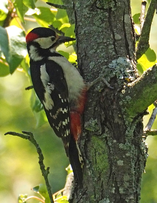 Buntspecht, Picoides major